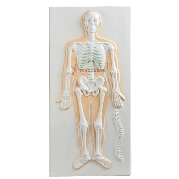 Skeletal System Relief Model