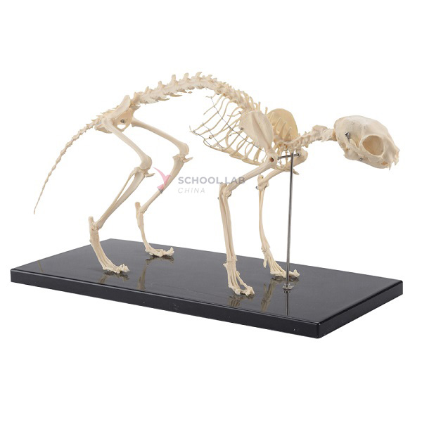 Cat Skeleton Model