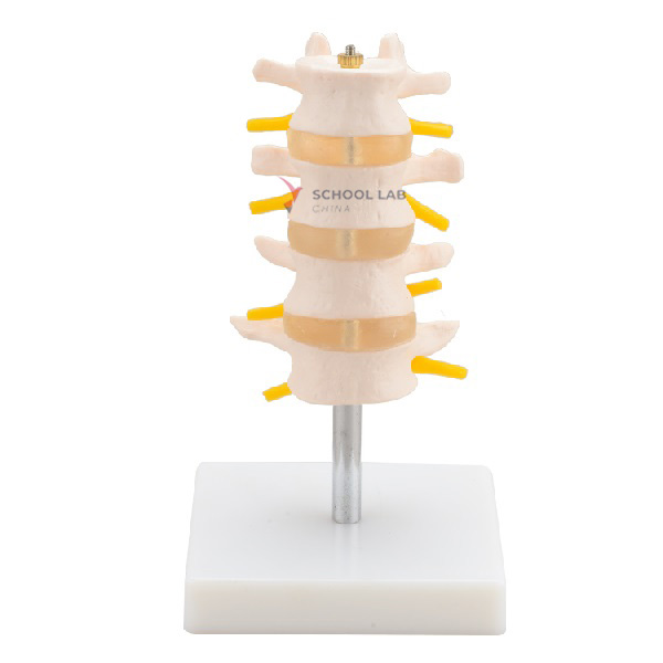 Lumbar Vertebrae Model