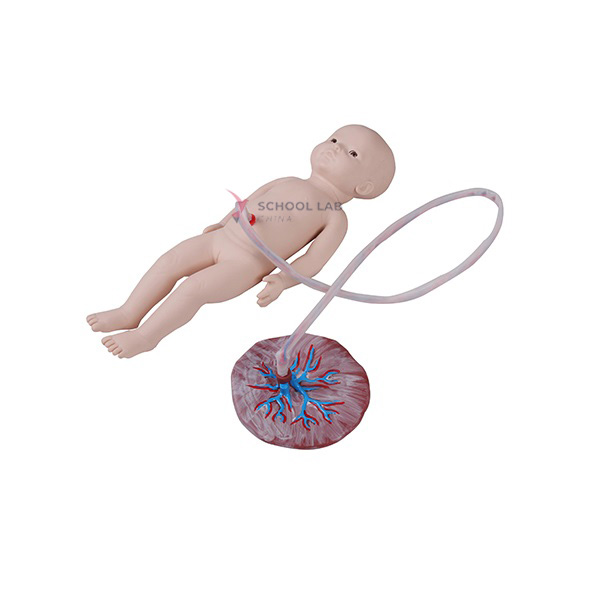 Neonatal Umbilical Cord Nursing Model (female)