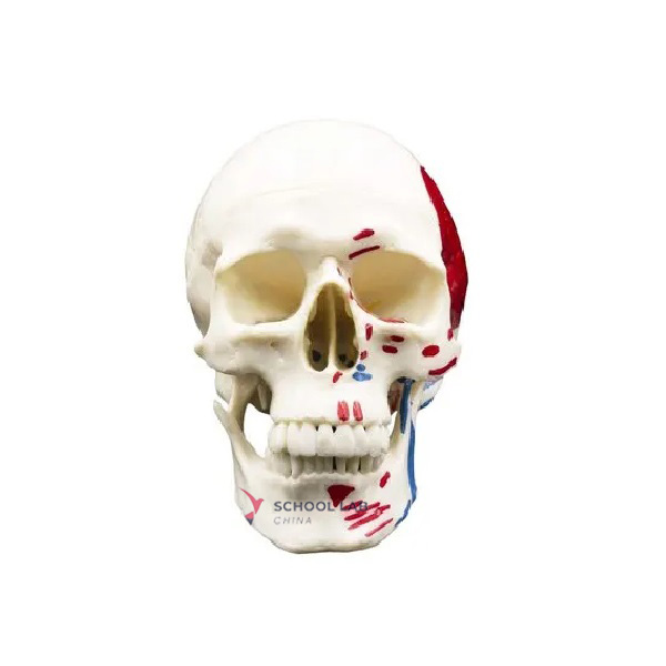 Skull Model With Colored Muscle