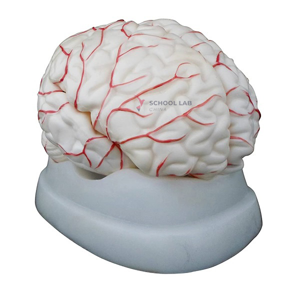 Human Brain Model with Cerebral Artery