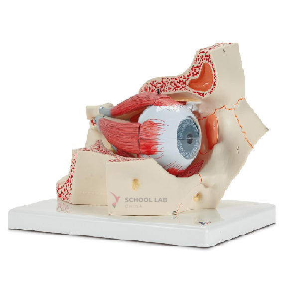 Eye and Orbital Model