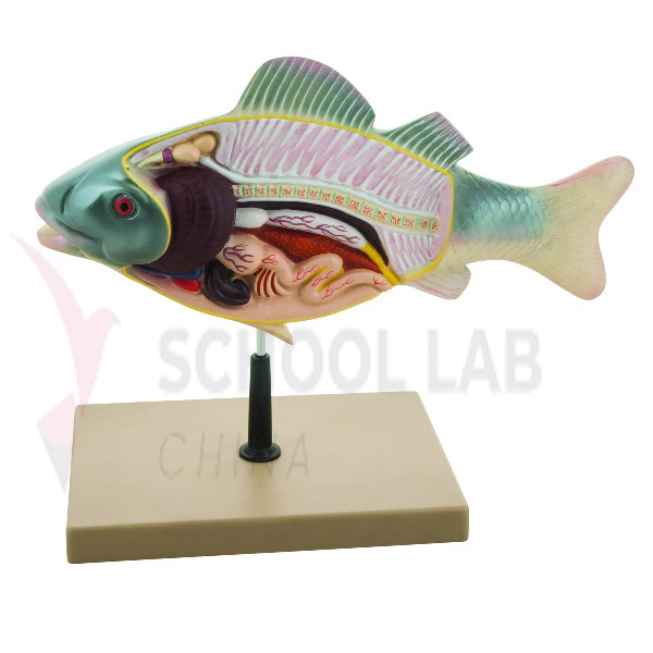 Model of Fish