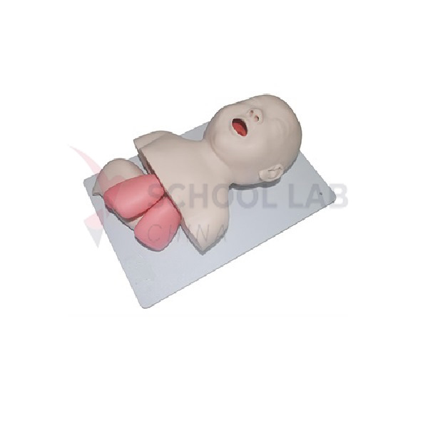 Advanced Infant Endotracheal Intubation Model