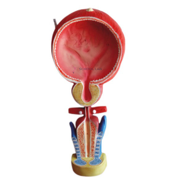 Bladder Anatomical Model