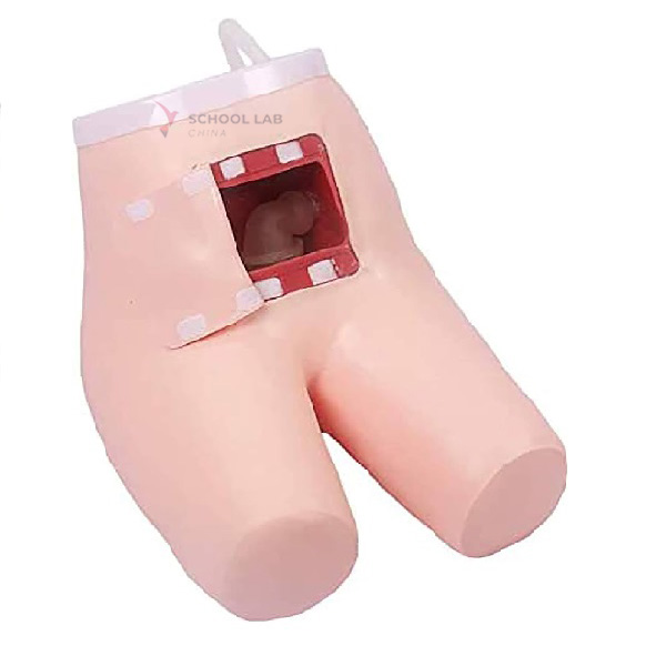 Enema and Assised Defecation Training Simulator