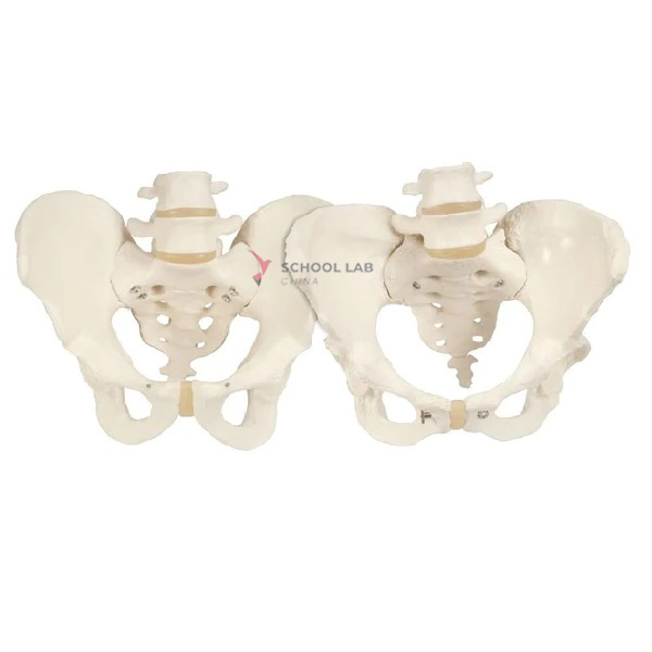 Male and Female Pelvis Model