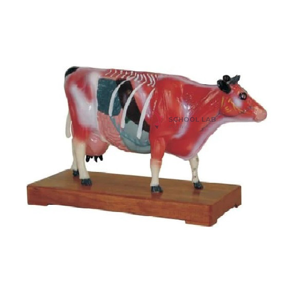 Cattle Acupuncture Model