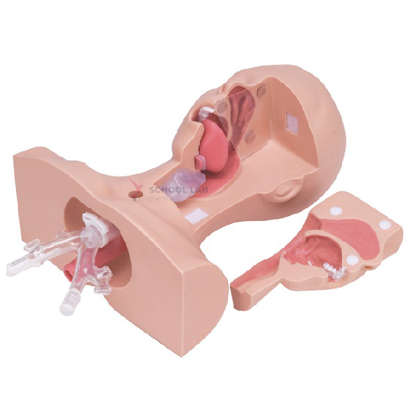 Sputum Suction Training Model