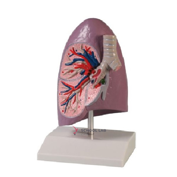 Left Lung with Bronchi Model