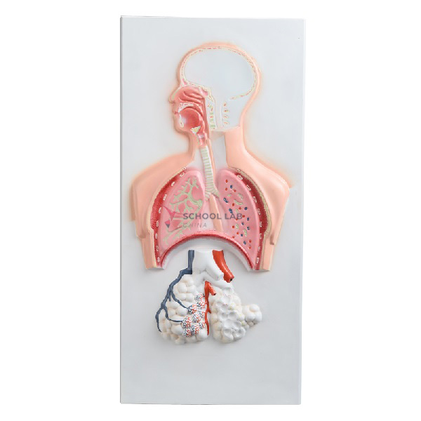 Relief Model of Respiratory System