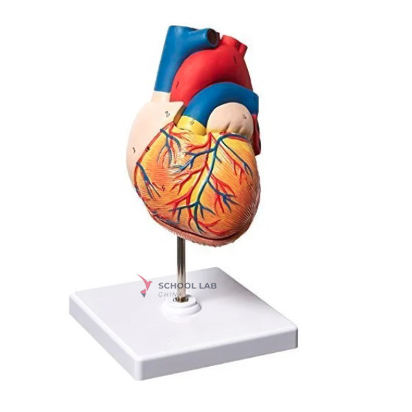 Life Size Heart Model