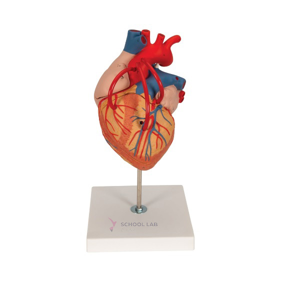 Bypass Heart Display Model