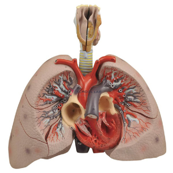 Larynx, heart and lung model