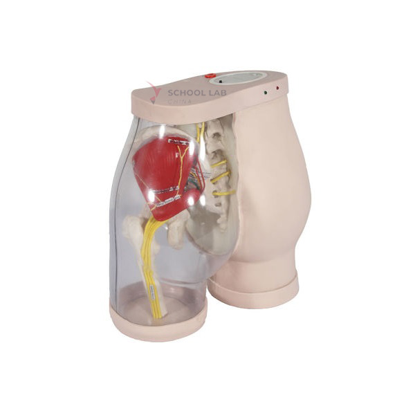 Buttocks for Gluteal Intramuscular Injection and Comparison