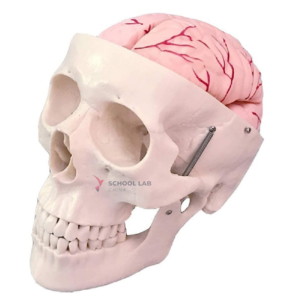 Skull Model With Artery Brain