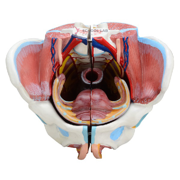 Female Reproductive System