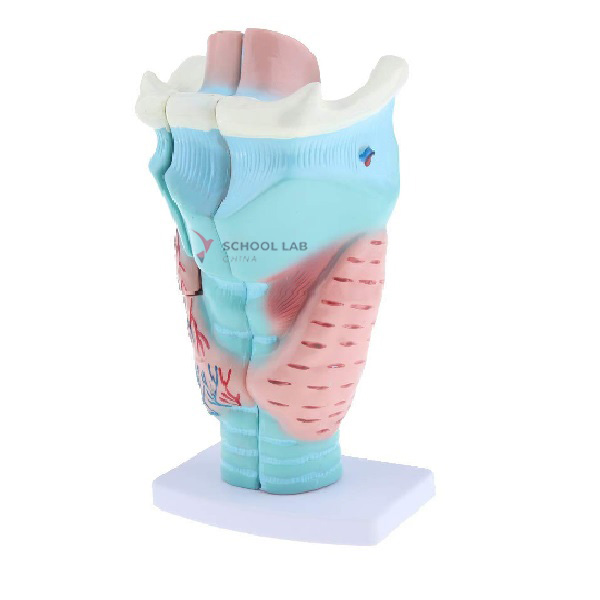 Magnified Human Larynx Model