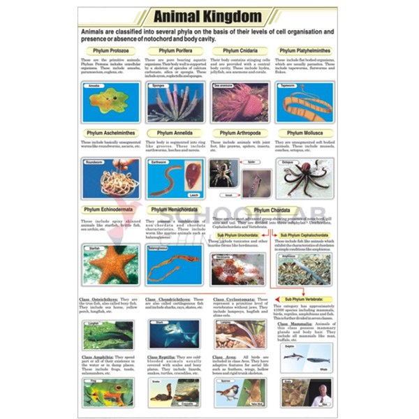 Animal Charts