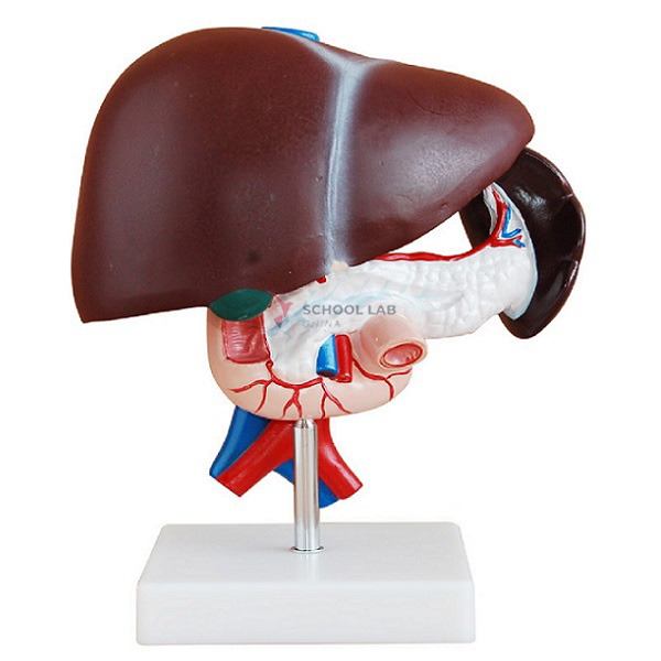 Liver, Pancreas and Duodenum Model