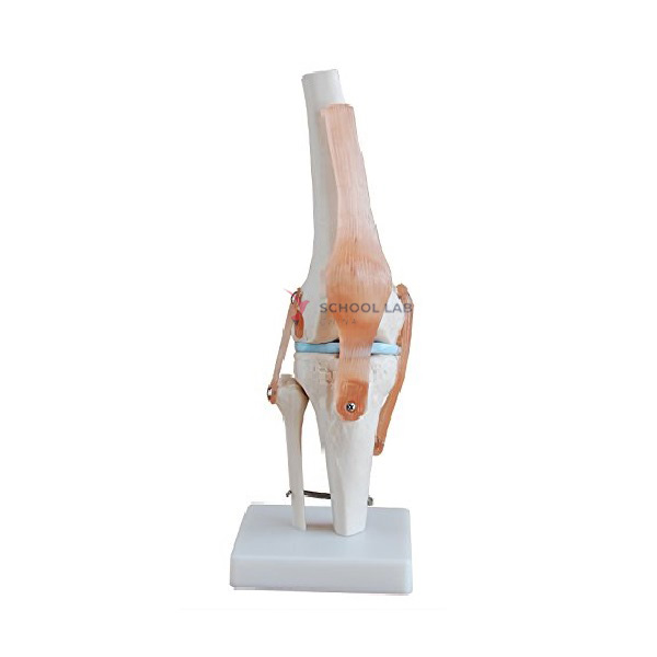 Knee Joint Model