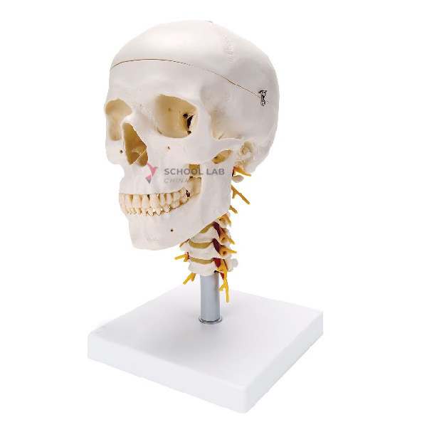 Skull Model With Cervical Vertebrae