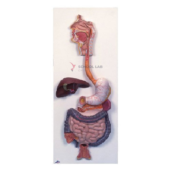 Digestive System Model
