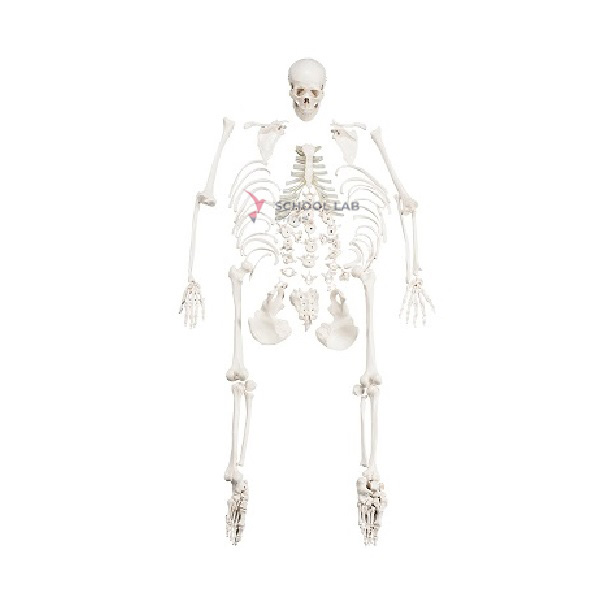 Half Disarticulated Skeleton