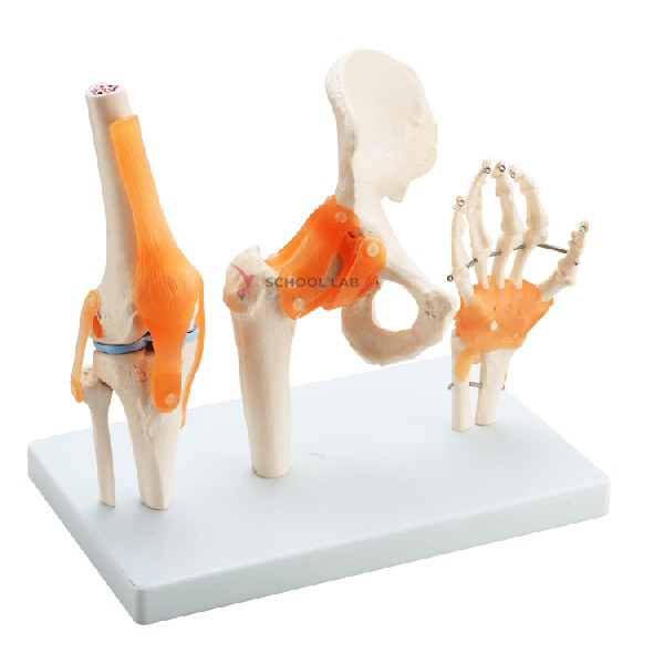 Knee Joint, Hip Joint, Hand Joint with Ligaments Model