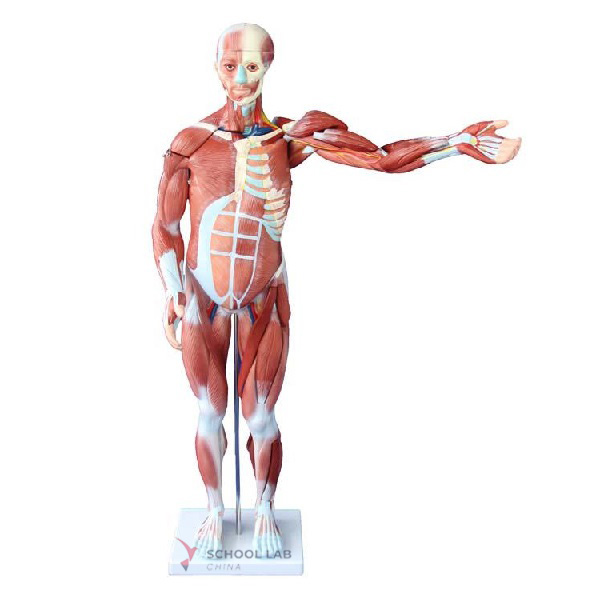 80cm Human Muscle Model