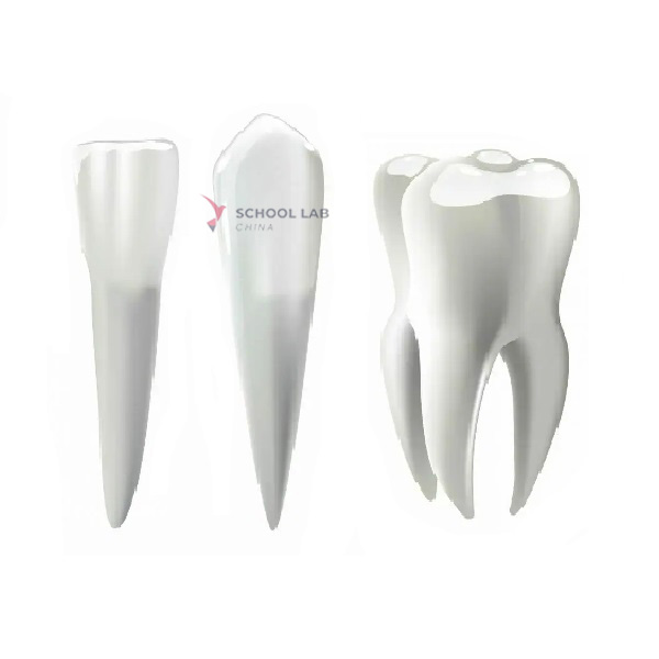 Incisors,Canines And Molars Teeth Model