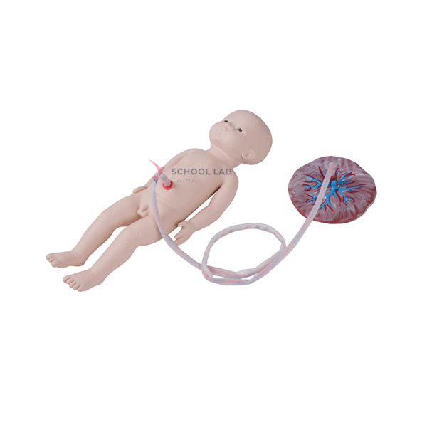 Neonatal Umbilical Cord Nursing Model (male)