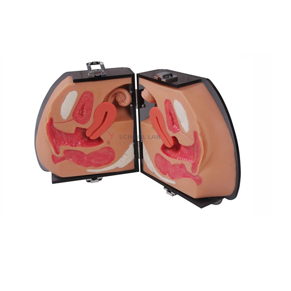 Contraception Guidance Model