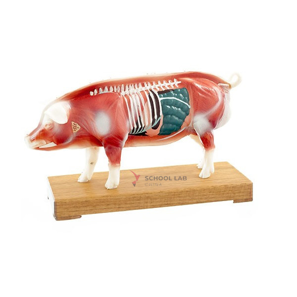 Pig Acupuncture Model