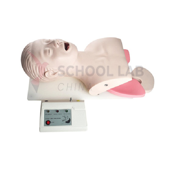Electronic Endotracheal Intubation Model