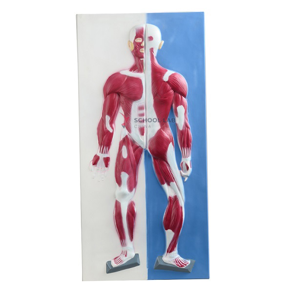 Muscle System Relief Model