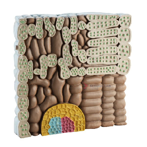 Model of Leaf Structure