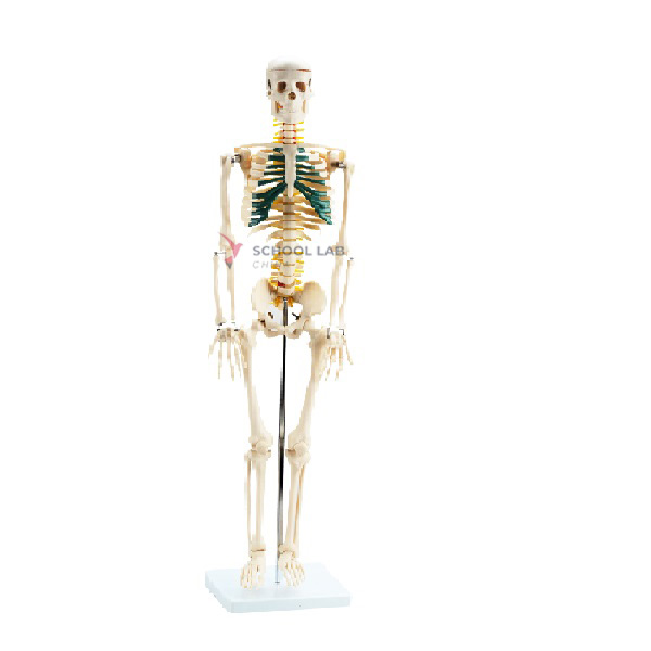 Human Skeleton With Spine Nerves