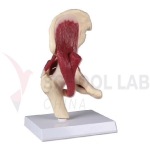 Human Muscled Hip Joint Model