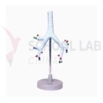 The Trachea,Bronchi and Broncho Puimo Nary Segments