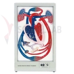 Cardiac Beat and Blood Circulation Model