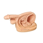 Male Internal And External Sexual Organs Model