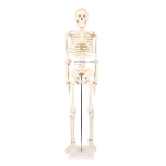 85cm Human Skeleton Model