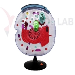 Microstructural Cell Model