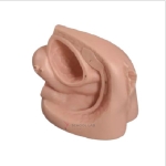 Female Internal And External Sexual Organs Model