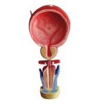 Bladder Anatomical Model