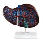 Liver Model
