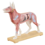 Dog Acupuncture Model