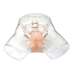 Transparent Female Catheterization Simulator